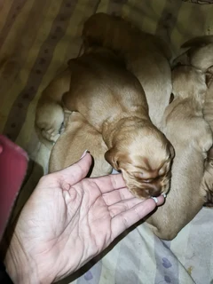 Beautiful purebred Cocker Spaniel puppies for Sale in Witbank