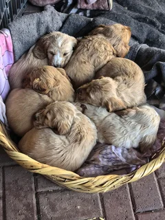 Beautiful purebred Cocker Spaniel puppies for Sale in Witbank