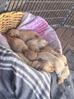 Beautiful purebred Cocker Spaniel puppies for Sale in Witbank