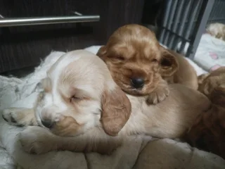 Beautiful purebred Cocker Spaniel puppies for Sale in Witbank