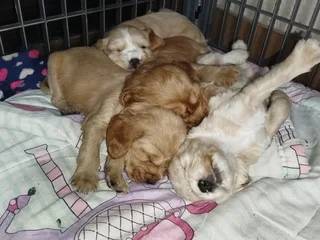 Beautiful purebred Cocker Spaniel puppies for Sale in Witbank