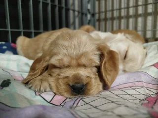 Beautiful purebred Cocker Spaniel puppies for Sale in Witbank