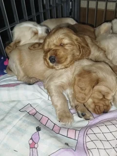 Beautiful purebred Cocker Spaniel puppies for Sale in Witbank