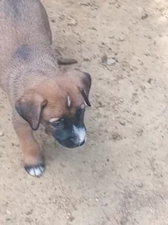 Puppy - Ad posted by babalo cele