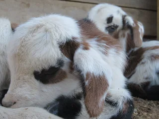 Nigerian Dwarf Dairy Goats