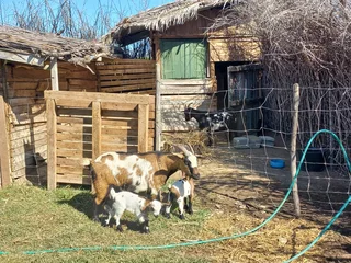 Nigerian Dwarf Dairy Goats