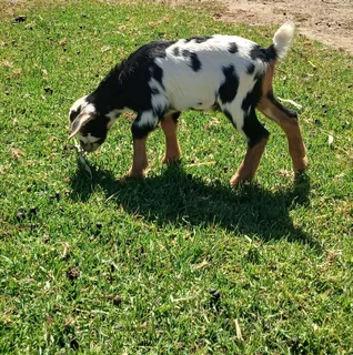 Nigerian Dwarf Dairy Goats