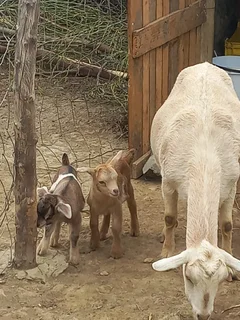 Nigerian Dwarf Dairy Goats
