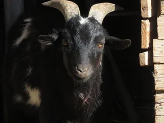 Nigerian Dwarf Dairy Goats