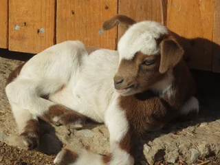 Nigerian Dwarf Dairy Goats
