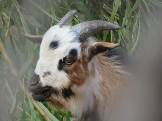 Nigerian Dwarf Dairy Goats