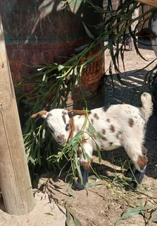 Nigerian Dwarf Dairy Goats