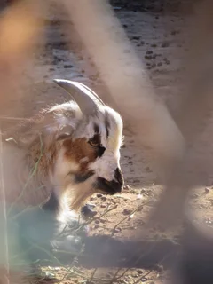 Nigerian Dwarf Dairy Goats
