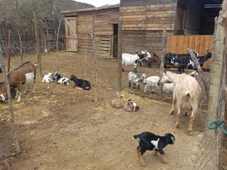 Nigerian Dwarf Dairy Goats