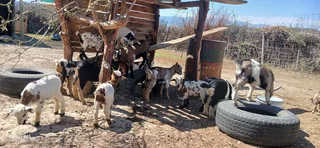 Nigerian Dwarf Dairy Goats