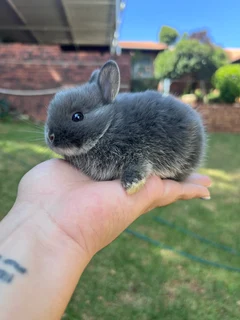 Purebred netherland dwarfs