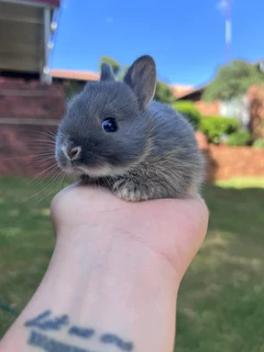 Purebred netherland dwarfs