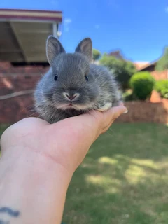 Purebred netherland dwarfs