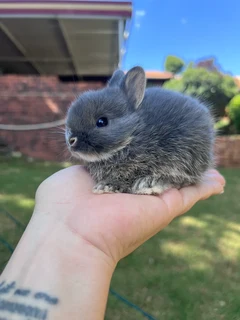 Purebred netherland dwarfs