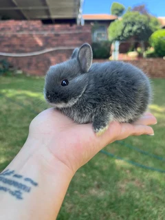 Purebred netherland dwarfs