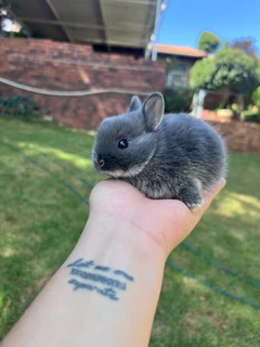 Purebred netherland dwarfs