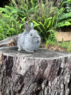 Netherland dwarf