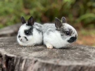 Purebred netherland dwarfs