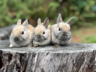 Purebred netherland dwarfs
