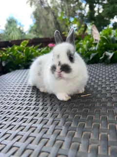 Netherland dwarf