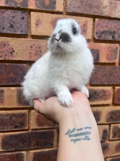 Netherland dwarf