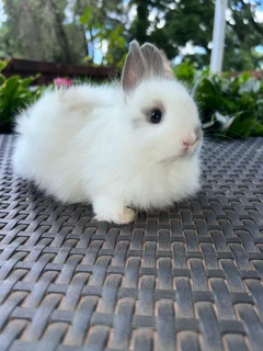 Jersey wooly dwarf angora