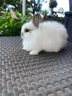 Jersey wooly dwarf angora