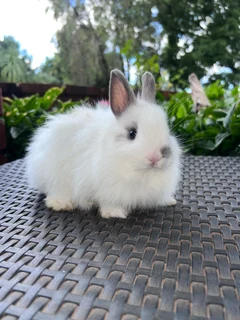 Jersey wooly dwarf angora