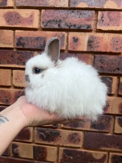 Jersey wooly dwarf angora