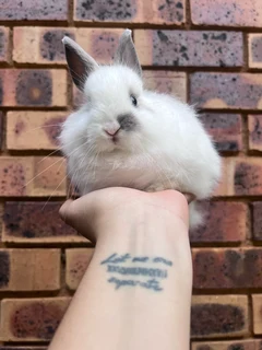 Jersey wooly dwarf angora