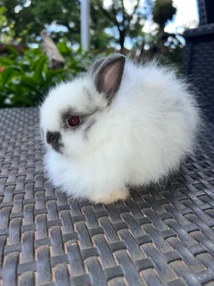 Jersey wooly dwarf angora