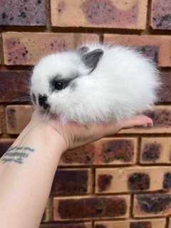 Jersey wooly dwarf angora