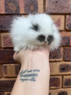Jersey wooly dwarf angora