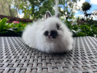 Blue jersey wooly dwarf angora boy