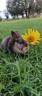 Purebred netherland dwarf