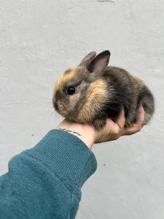 Netherland dwarf female