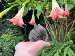 Purebred netherland dwarf girl