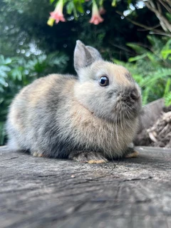 Netherland dwarf baby