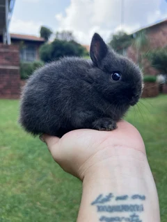 Netherland dwarf babies