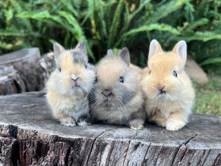 Purebred Netherland dwarf male