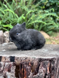 Netherland dwarf female