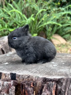 Netherland dwarf female