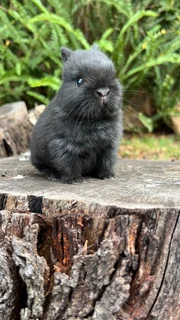Netherland dwarf female