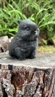 Netherland dwarf female