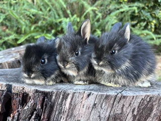 Purebred Dwarf angora (jersey wooly)